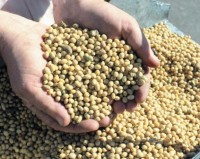 Рекомендации по приему соевых продуктов